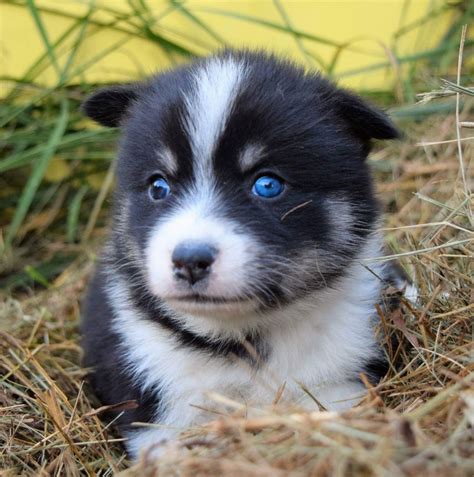 Pomsky Puppies For Sale | Paradise, PA #166402 | Petzlover