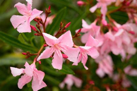 Are oleander plants very poisonous? - Lilyvolt