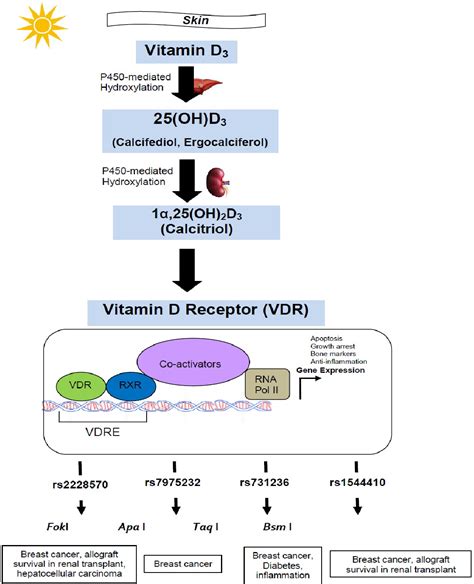 [PDF] Vitamin D Receptor (VDR) Gene Polymorphism: Implications on Non-Bone Diseases | Semantic ...