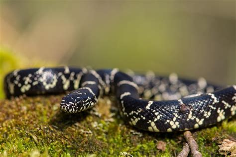 Totally Terrifying Facts About the King Snake - Animal Sake