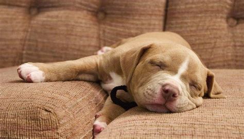 18 Pit Bull Facts Everyone Should Know