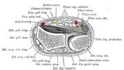 Extensor tendon compartments of the wrist - Wikipedia