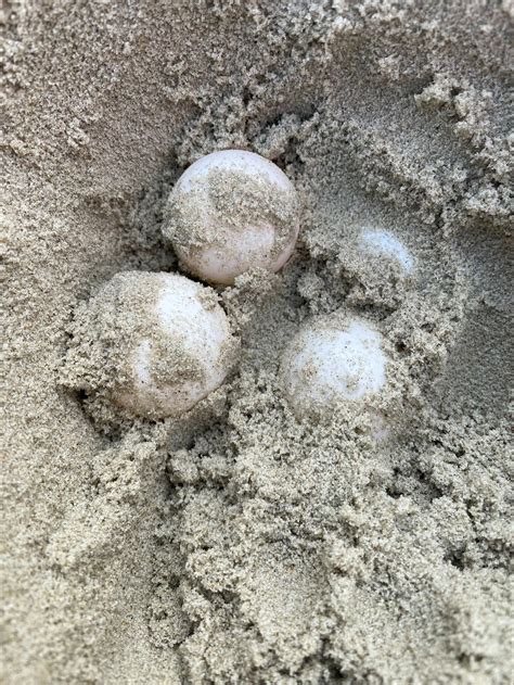 First sea turtle nest of the season discovered on the Outer Banks – The Virginian-Pilot