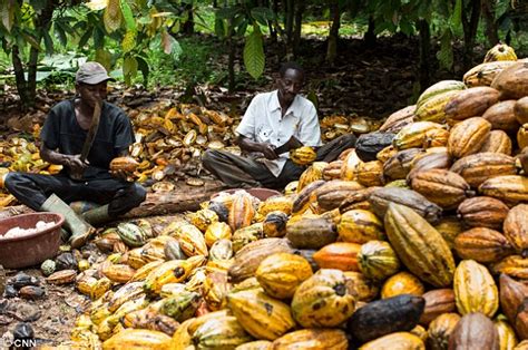 Ivory Coast cocoa crop forecast 2016 |today Coffee Cocoa Futures Prices Today