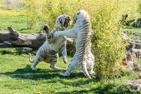 White Tiger Fight Foto & Bild | tiere, zoo, wildpark & falknerei, säugetiere Bilder auf ...