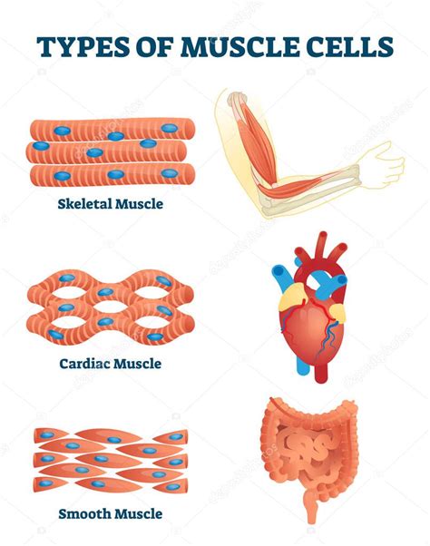 Tipos de ilustración vectorial de células musculares. Explicación de ...