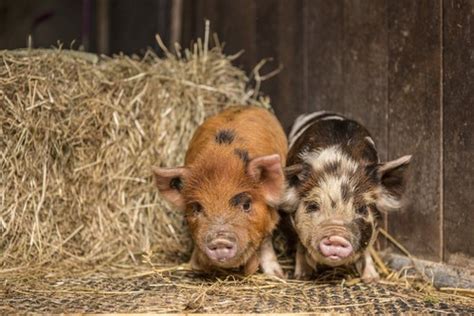 Kunekune Pigs: Are They Right For Your Homestead?