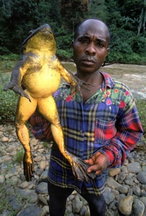 The Goliath Frog (Conraua goliath) of Africa is the world's largest ...