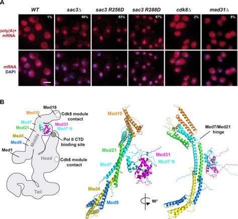 mRNA FISH Analysis and Model of the Mediator Middle Module, Related to ...