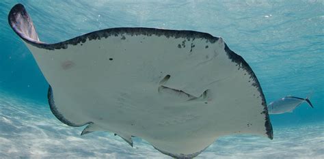 Stingray City - Cayman Islands’ Most Popular Attraction