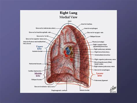 Lung anatomy.