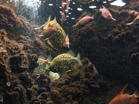 Pineapple Fish at the shedd aquarium in chicago! : r/KnightsOfPineapple