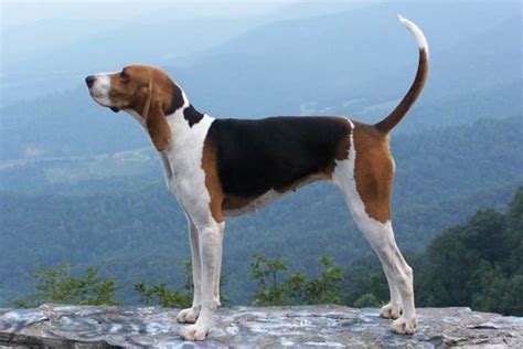 Treeing Walker Coonhound Dog Breed Information