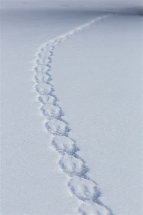 Red Squirrel Tracks In Snow