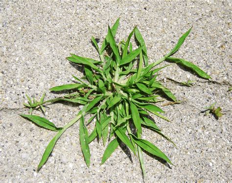 Lawn Tips "Crabgrass"