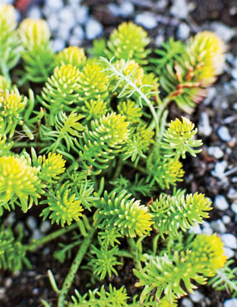 Easy-Care Sedum Plants