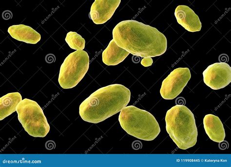 Yersinia Enterocolitica Bacteria Stock Illustration - Illustration of ...