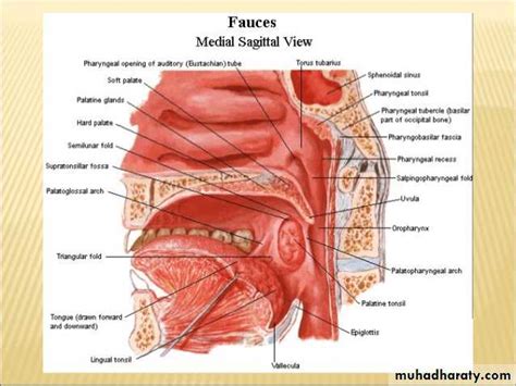 anatomy pptx - د.مجهول - Muhadharaty