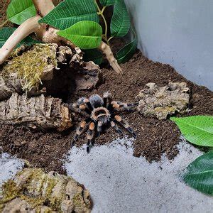 Brachypelma hamorii enclosure | Arachnoboards