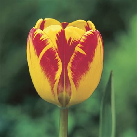 Banja Luka Tulip Bulbs - Darwin Tulips | Buy Online | Boston Bulbs