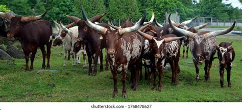 430 Sanga cattle Images, Stock Photos & Vectors | Shutterstock