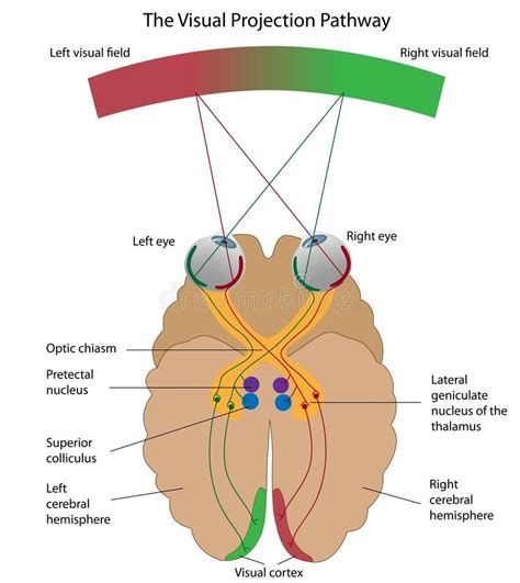 The visual projection pathway. Diagram explaining how visual signals ...