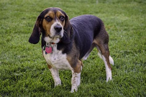 The Beagle - The smallest Hound Dog - Pack of Pets