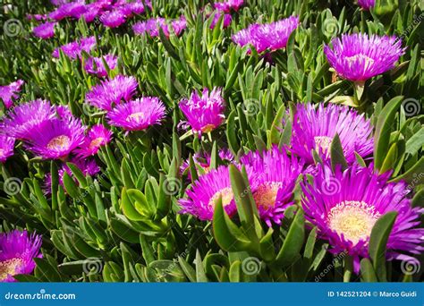 The Flower of the Carpobrotus Edulis Stock Photo - Image of bloom, origin: 142521204