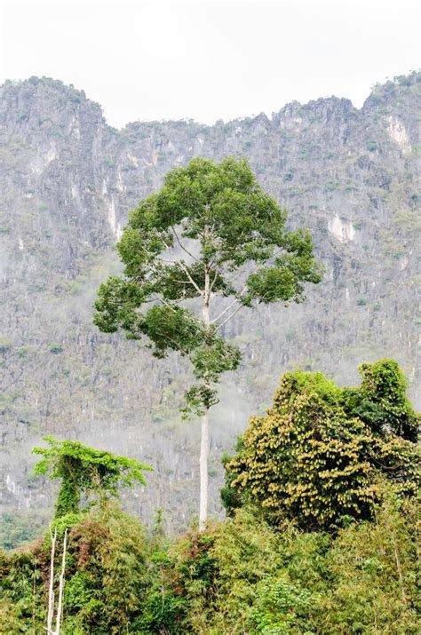 Tall trees in the forest 16738739 Stock Photo at Vecteezy