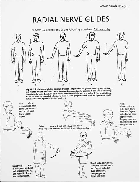 Radial Nerve Glides With Images Physical Therapy Exercises Hand | Free Download Nude Photo Gallery