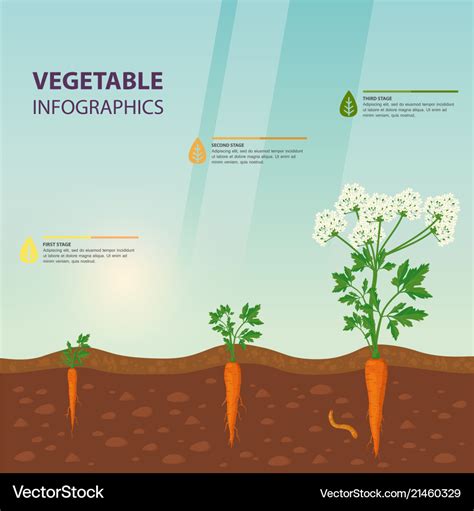 Carrot Plant Growth Stages Infographic Elements Stock