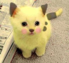 1000+ images about Pikatchu on Pinterest | Pikachu cat, Pikachu and Pikachu mascot costume