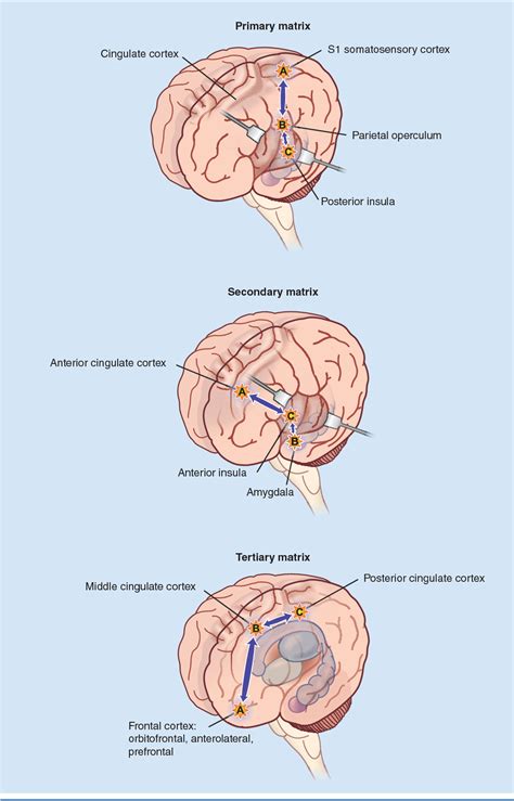 Figure 2 from The neurobiology of pain perception in normal and persistent pain. | Semantic Scholar