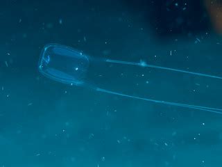 Box jellyfish (Carybdea sp.) | Rickard Zerpe | Flickr