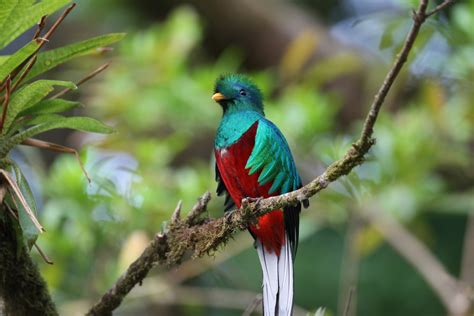 Life In Guatemala: Quetzal