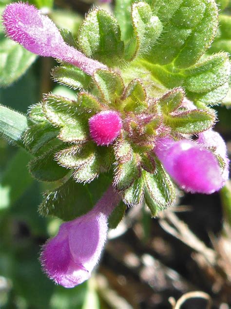 Inflorescence - pictures of Lamium Amplexicaule, Lamiaceae - wildflowers of West USA