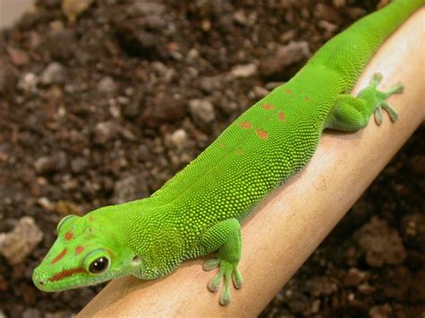 Madagascar Giant Day Gecko | Reptile & Amphibian Discovery Zoo