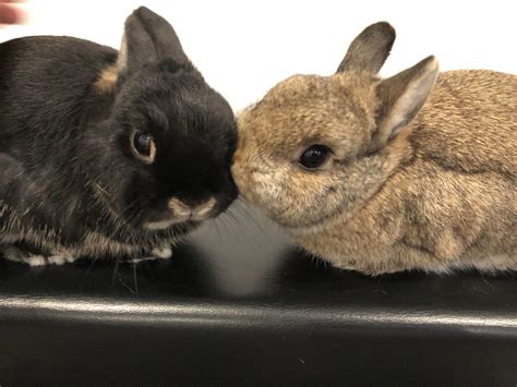 Another view of the kissing bunnies. SESAME’S EXPRESSION OMG 😆😆😆 : r/Rabbits