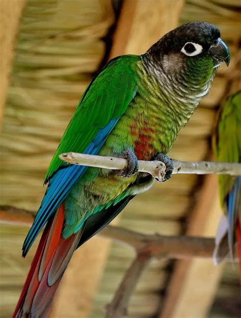 Green-Cheeked Conure Care Sheet | Birds Coo