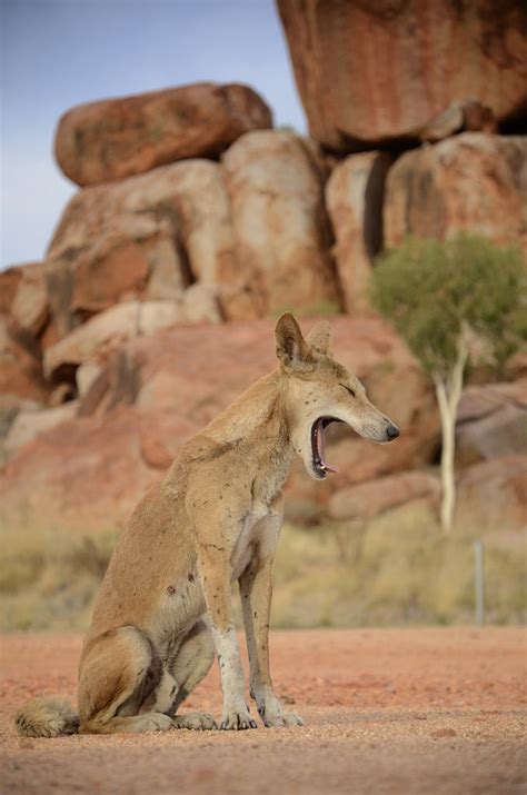 602 best Australia - Living in the Outback images on Pinterest | Horses ...