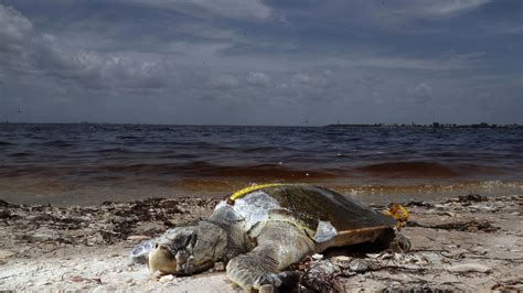 Red tide phenomenon closes Florida beaches