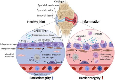 Frontiers | Synovial Macrophage and Fibroblast Heterogeneity in Joint Homeostasis and Inflammation
