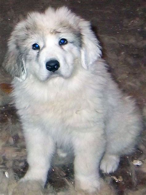 Great Pyrenees and Husky Mix – Traits and Temperament | Dog Breed ...