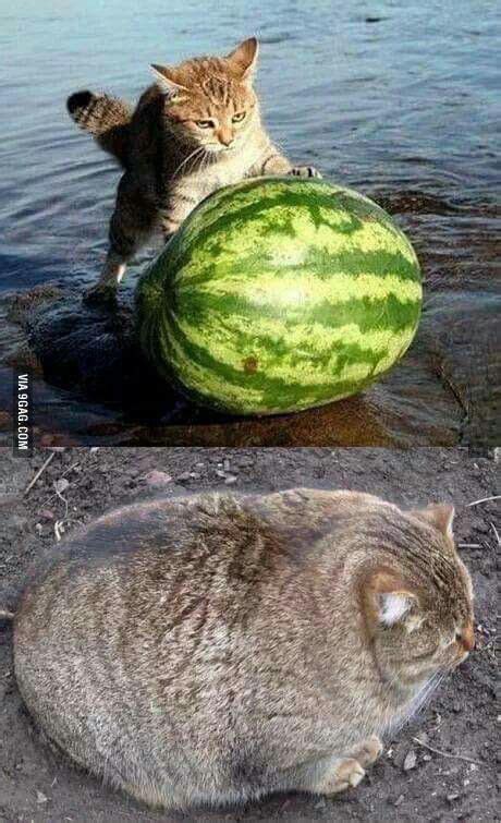 Just a cat eating a watermelon | Cose divertenti sugli animali ...