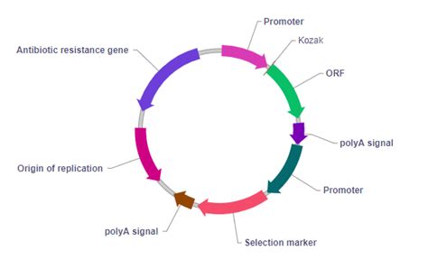 Designed Plasmid Vector