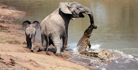 Elephant v crocodile: The moment a brave elephant mum shakes off a vicious crocodile | Daily ...