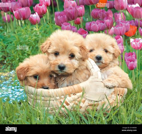 Young cute puppies in the flowers Stock Photo - Alamy