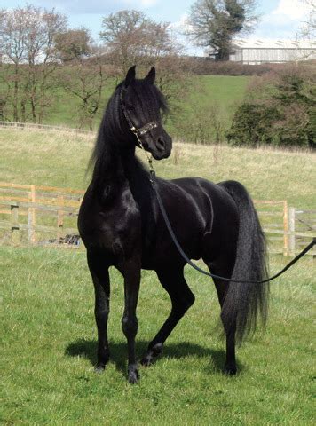 Arabian Horse Black / Black Arabians - Sofyan Adnan