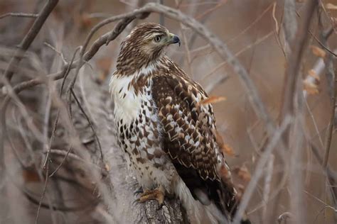 Hawks In New York: 8 Empire State Species To See