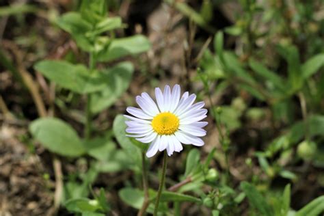 Little White Daisy Wildflower Free Stock Photo - Public Domain Pictures